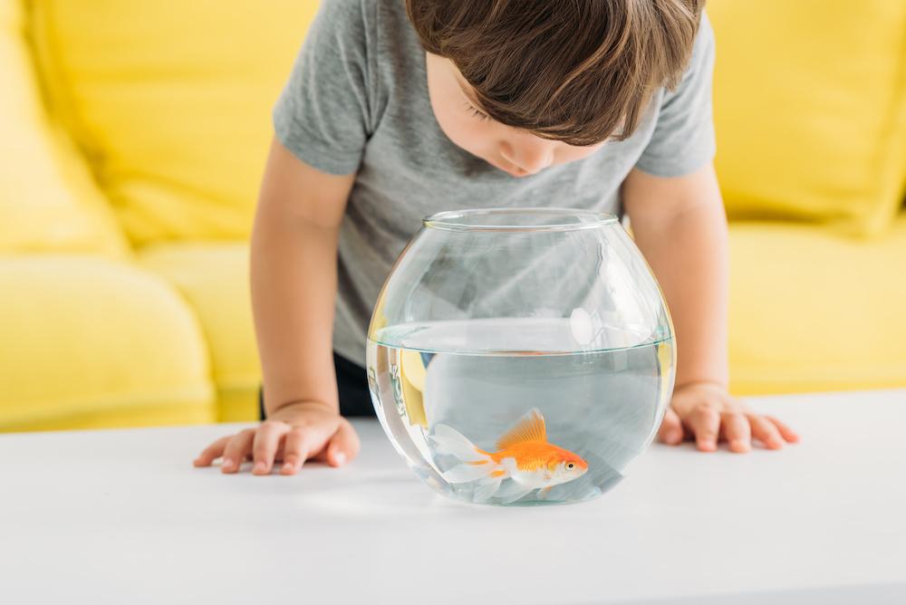 Lär dina barn om ansvar med akvariefiskar
